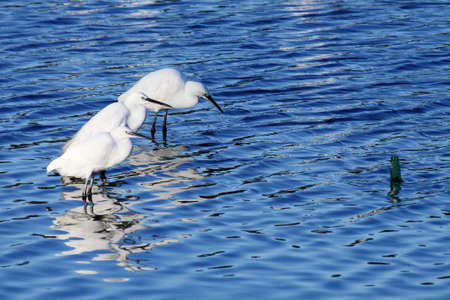 three little egrets standing and looking at a bottle in a river