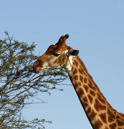 giraffe standing and eating leaves of a acacia treeの写真素材