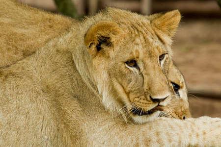 adorable young lions lying and resting on a hot summers dayの写真素材