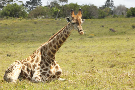 young Giraffe lying on the ground and restingの写真素材