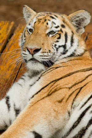 beautiful male tiger lying and resting on a hot summers day
