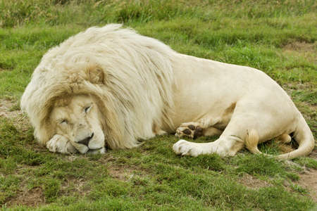 beautiful sleeping male white lionの写真素材