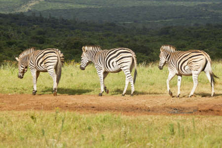 three Zebra's walking away to some new grazingの写真素材