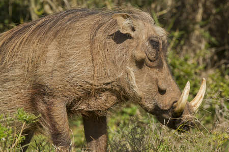 mature warthog standing and eating some grass early in the morningの写真素材
