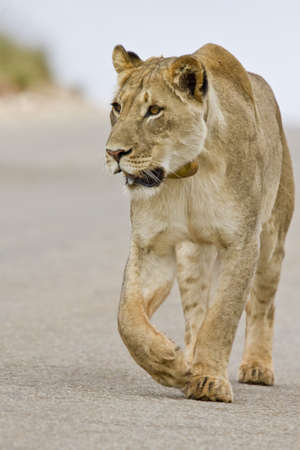 Lioness walking on the road in the morning sun looking for foodの写真素材