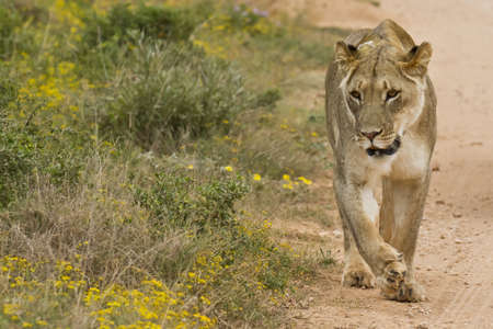 Lioness walking next to a gravel road in the summer sunの写真素材