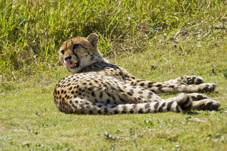 Cheetah lying in the midday sun on some short grass licking its lipsの写真素材