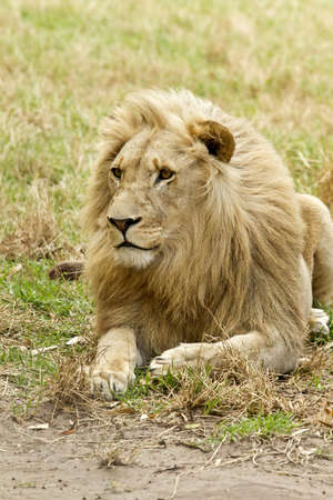 an alert look on a white lions face while lying downの写真素材