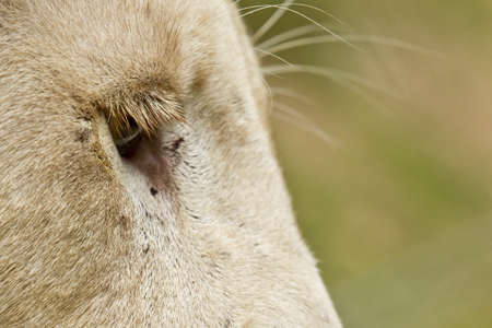 long eyelashes of a white lion male in the hot midday sunの写真素材