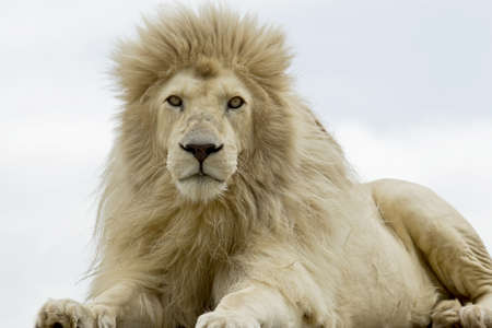 Male white lion lying and staring while looking very hungry の写真素材