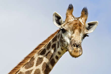 Young giraffe looking down with his face at right angles to his bodyの写真素材