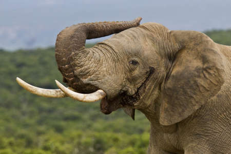 Elephant in musth with his trunk touching his earの写真素材