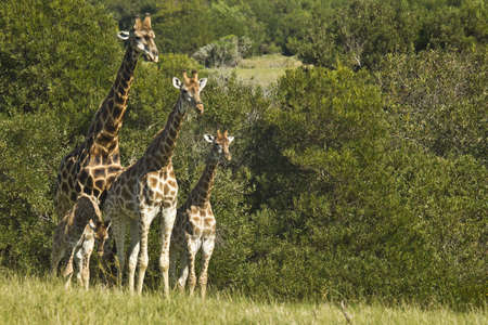 family of Giraffe standing next to some thick bushの写真素材