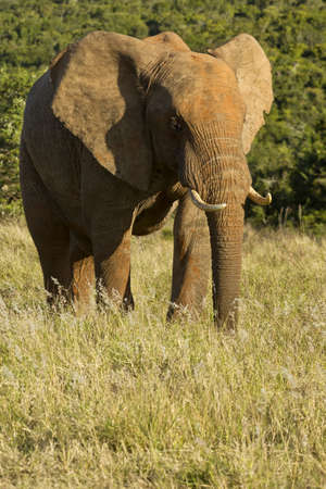 Large male elephant standing and eating grass in the late afternoon sunの写真素材