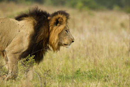 Male lion staking some prey with its head low to the groundの写真素材