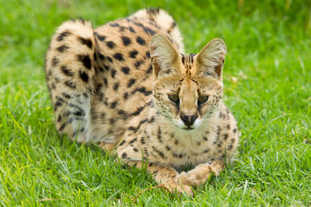  cerval cat lying down and looking alert on green grass