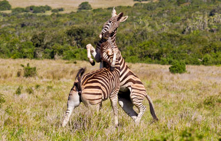 two male zebras playing and biting each other under the neckの写真素材
