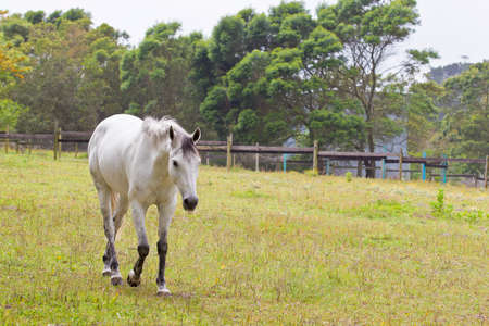beautiful grey horse walking along a paddock fence with his head bent forwardの写真素材