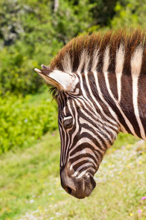 zebra walking with its head looking down