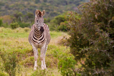 zebra standing in a clearing with a thorn bush to the one sideの写真素材