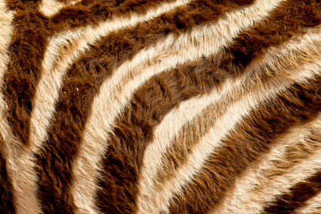 fur stripes of a zebra in morning sunlightの写真素材