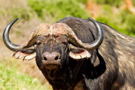 large male buffalo lifts its head and stares into the distanceの写真素材