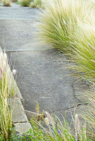 limited depth of field on a cracked cement pathway with over grown wild grassの写真素材