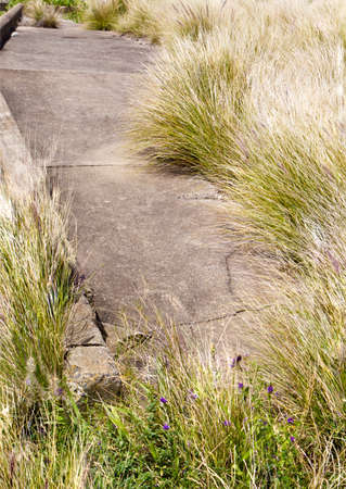 limited view of a concrete pathway with overgrown bushes and wild grassの写真素材