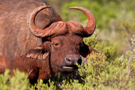 Large mud covered buffalo standing and eating from the foliage of a shrubの写真素材
