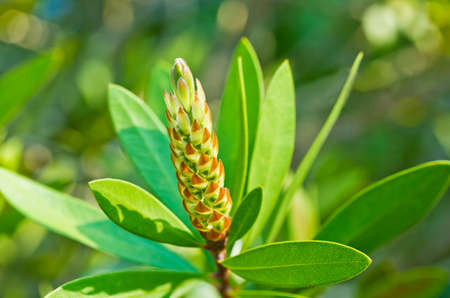 Bottlebrush flower in the early morning sunlight in early springの写真素材