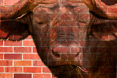 Old large African buffalo standing and looking forward with one eye closed.の写真素材