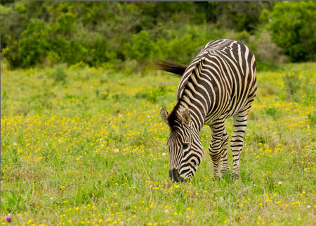 young zebra standing in flowering grass grazing on a hot summers dayの写真素材
