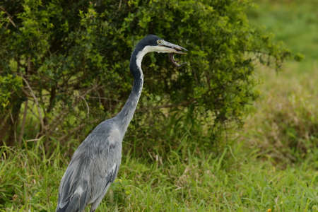 grey heron with a fresh lizard in its beak in long grassの写真素材