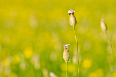 purple wild flowers in a field of yellow flowers on a hot spring dayの写真素材