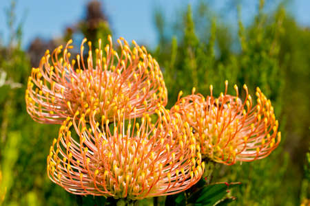 Three wild open pincushion flowers in bright spring sunlightの写真素材