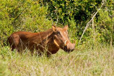 warthog male standing in some thick grass on a hot summers dayの写真素材