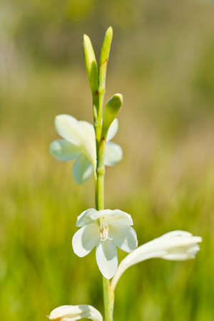 Beautiful white flower of the Chasmanthe floribunda plant in bright sunlightの写真素材