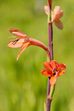 beautiful orange flowers of the wild Chasmanthe floribunda plant in bright sunlightの写真素材