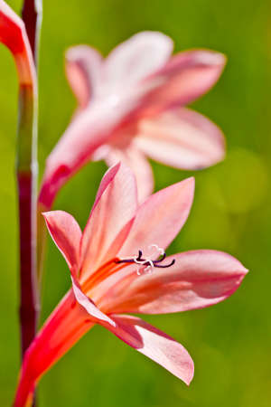 bright orange wild flower in bright sunlight and a blurred backgroundの写真素材