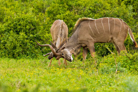 Young male Kudu antelope locking horns next to some thick green bushの写真素材