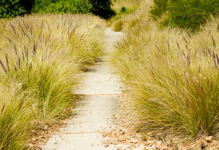 wild grass growing along the sides of a concrete pathwayの写真素材