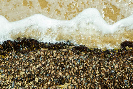 large bed of black muscles with sea water washing over themの写真素材
