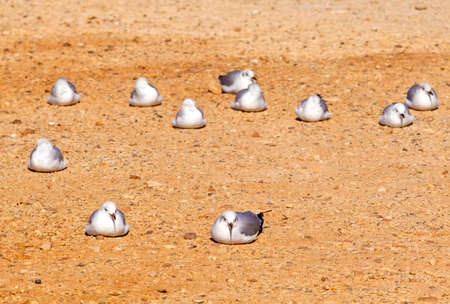 Sleeping seagulls lying on brown gravel on a warm dayの写真素材