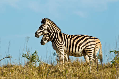 Two zebras standing and basking in the early morning sunlight in short dry grassの写真素材