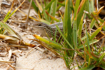 Alert small wild lizard hiding in green foliage while standing on a bed a sea sand in the morning sunの写真素材