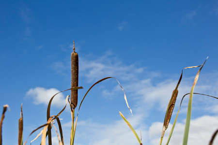 Beautiful Bullrushes with blue sky in the background in the early morning sunlightの写真素材
