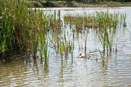 wild bullrushes and reeds depicting a tranquil scene at the edge of a lake in morning light