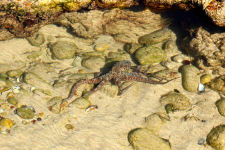 Small young Octopus in a shallow rock pool looking for foodの写真素材