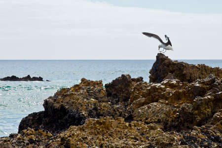 tranquil scene of a Seagull landing on a rock at the edge of the ocean on a warm summers dayの写真素材