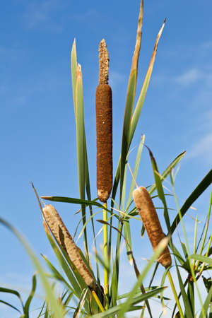 Wild bullrush plant with blue sky in the background in the morning sunlightの写真素材